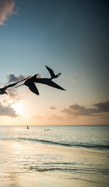 Frigatebirds fly over a beach at sunset