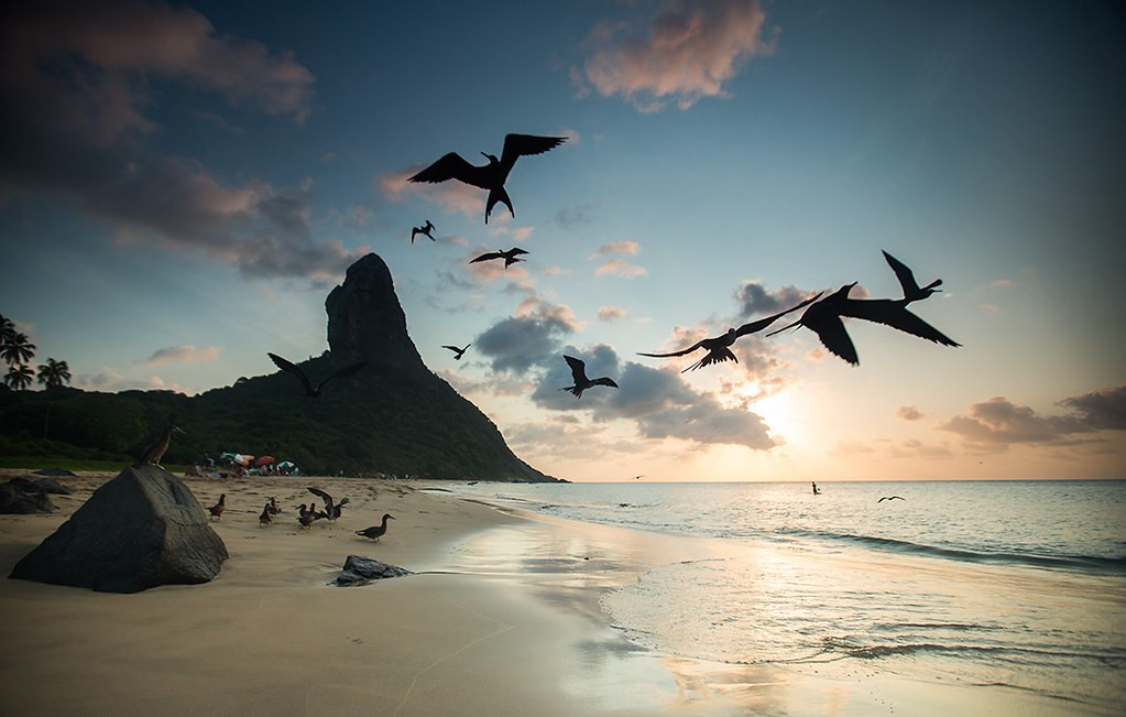 Frigatebirds at sunset in Fernando de Noronha